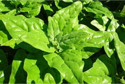 Can I have New Zealand spinach during pregnancy