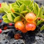 Can I have oheloberries during pregnancy