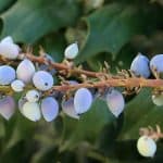 Holly Purple Berries