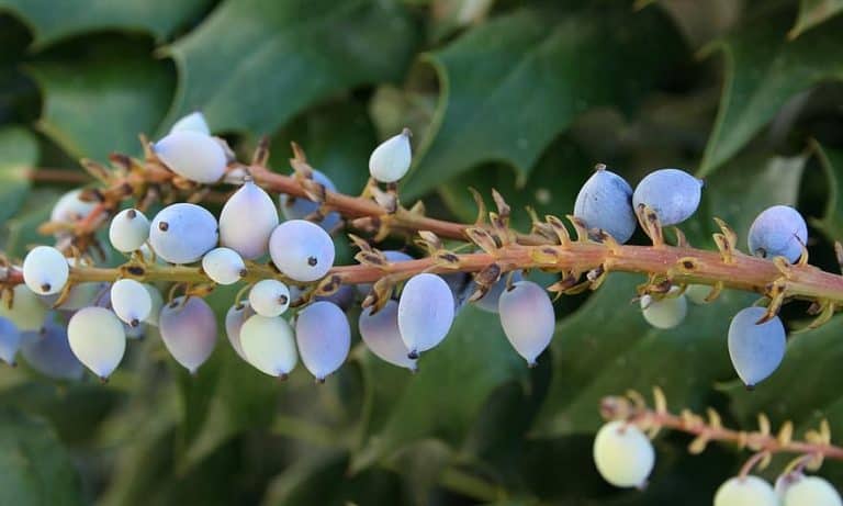 Holly Purple Berries