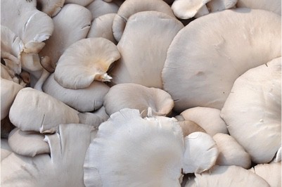 Can oyster mushrooms cause problems for pregnant women