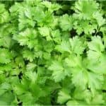 Is Parsley a problem for pregnant women