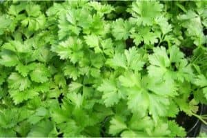 Is Parsley a problem for pregnant women