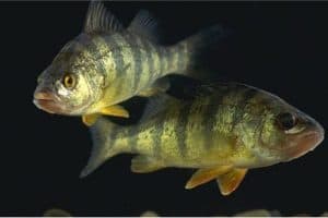 What benefits does perch have for me during pregnancy