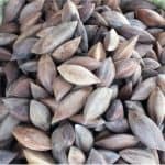 What are the nutritional benefits of having pilinuts during pregnancy