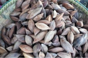 What are the nutritional benefits of having pilinuts during pregnancy
