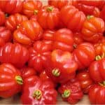 Are there any nutritional benefits of having pitanga during pregnancy