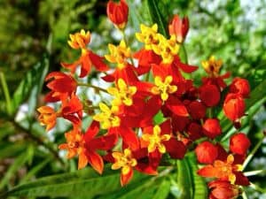 Asclepias Tuberosa