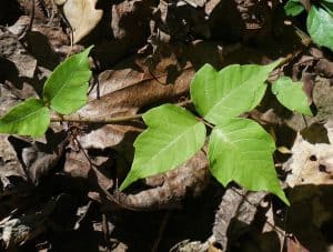 Eastern Poison Ivy