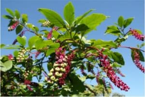 Do pokeberry shoots have vitamins that are good for pregnant women