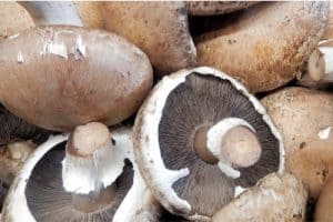What caution should I take while eating portabella mushrooms during pregnancy