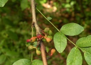 Northern Prickly-Ash