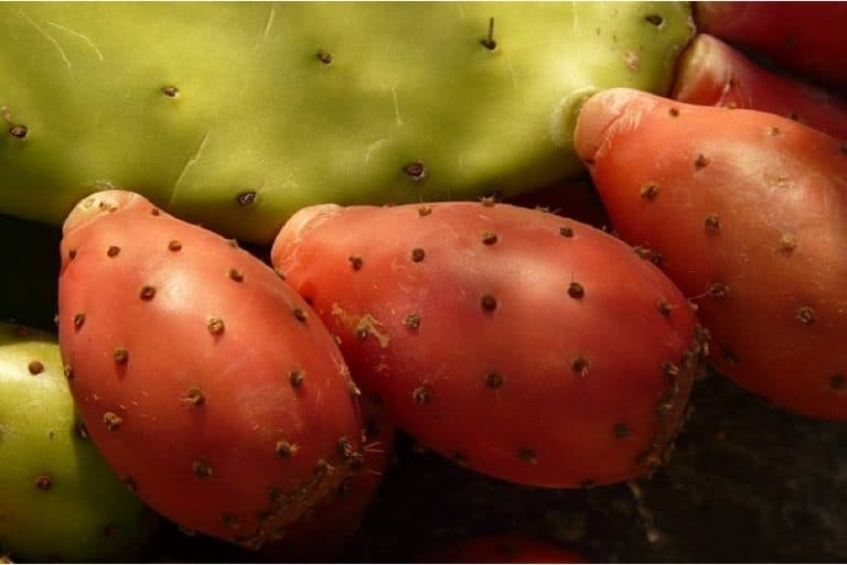 Can pregnant women have prickly pears