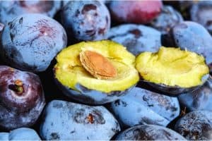 I'm prone to constipation. Can having prunes help me avoid pregnancy constipation