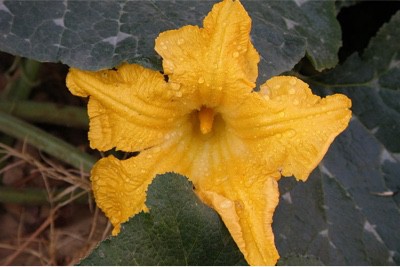 Why is it a good idea to include pumpkin flowers in my pregnancy diet
