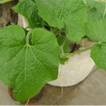 Can I have pumpkin leaves during pregnancy