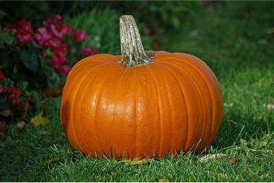 What health benefits do pumpkins have for pregnant women