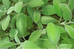 Is eating too much purslane during pregnancy a problem