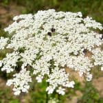 Wild Carrot