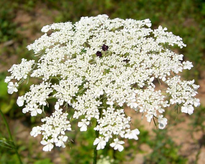 Wild Carrot