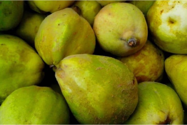 Are there any nutritional benefits of having quinces during pregnancy