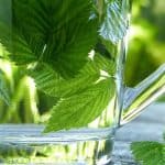 Herbal tea