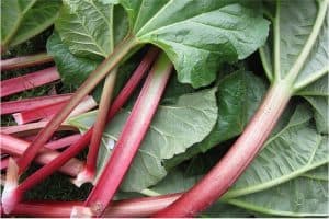 Why should I include rhubarb in my pregnancy diet
