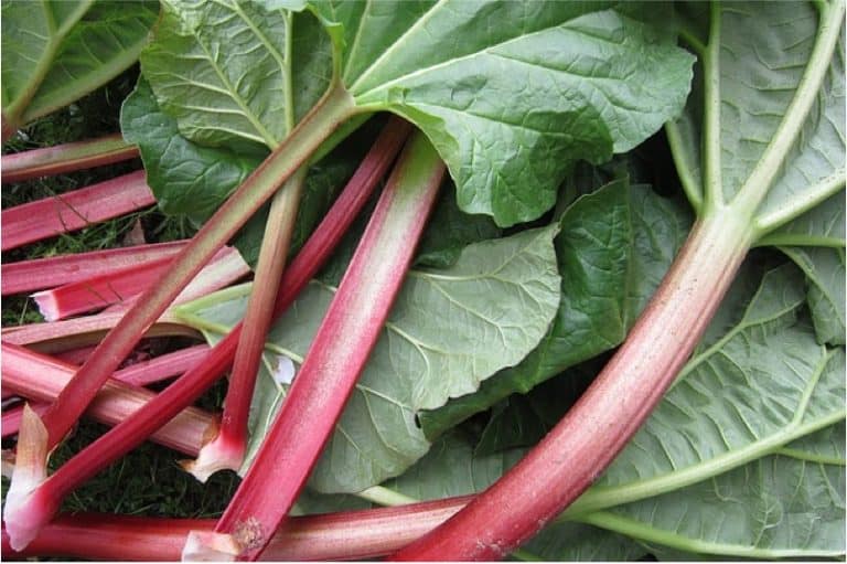 Why should I include rhubarb in my pregnancy diet