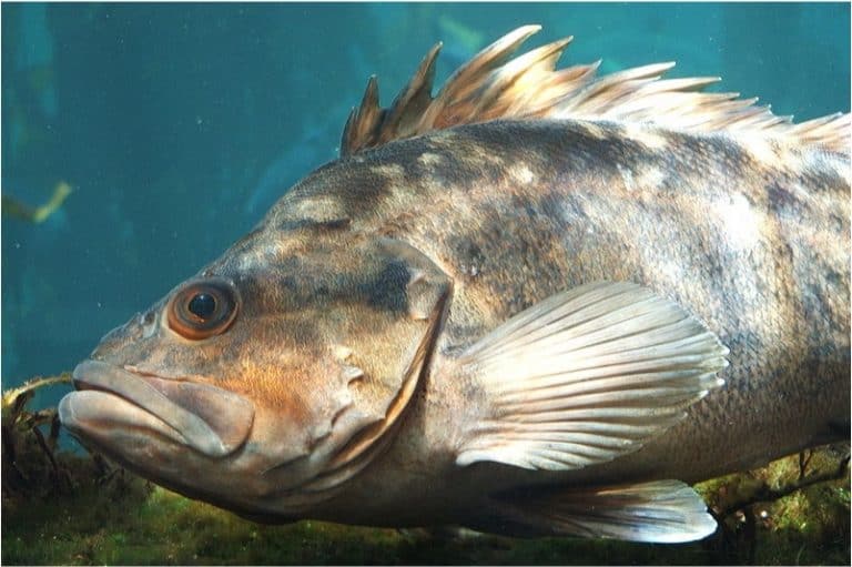 Why should I be cautious while having rockfish during pregnancy