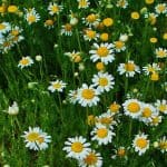 Anthemis Nobilis