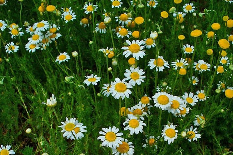 Anthemis Nobilis