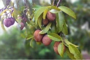 What are the benefits of having sapodilla during pregnancy