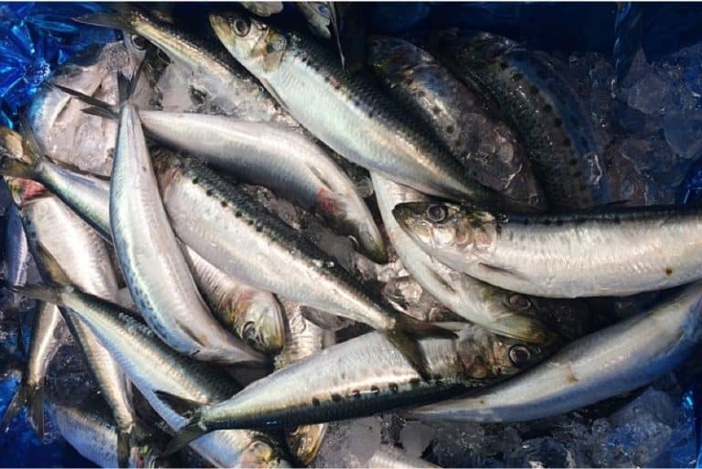 How does including sardine in your pregnancy diet help with neonatal development