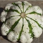 What nutrients does scallop squash contain