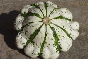 What nutrients does scallop squash contain