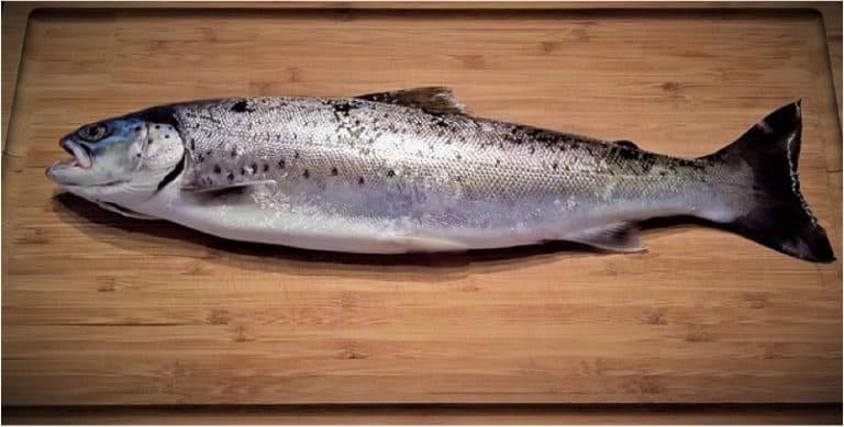 Should I be careful while having seatrout during pregnancy