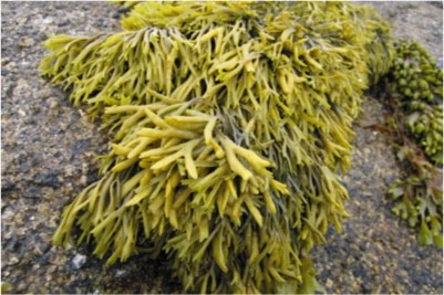 Will adding seaweed to my pregnancy diet help me in any way