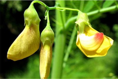 What are the health benefits of sesbania flowers during my pregnancy