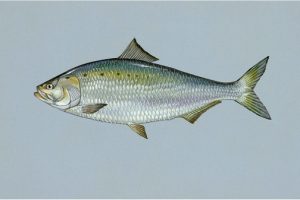 What are the benefits of having shad during pregnancy