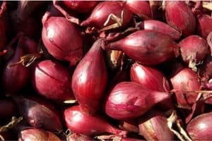 Can shallots in my diet help my pregnancy