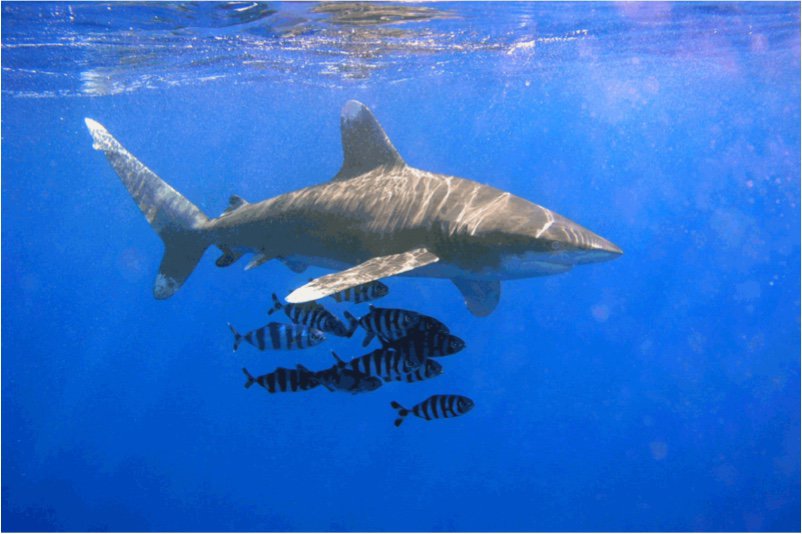 10 Everyday-Foods to Avoid to Protect your Baby in First Trimester Why should I stay away from eating shark during pregnancy