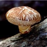 Can pregnant women consume raw shiitake mushrooms