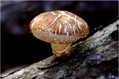 Can pregnant women consume raw shiitake mushrooms