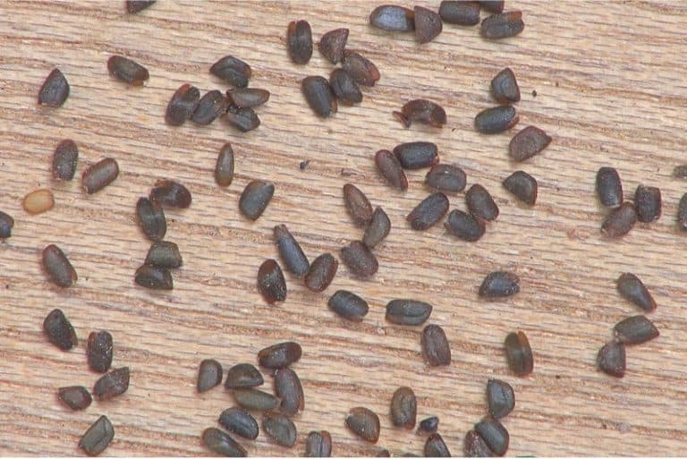 Why should I be cautious while having black mustard seeds