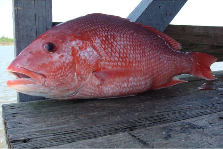 Why should I limit my intake of snapper during pregnancy