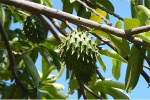 Why is it good to include soursop in my pregnancy diet
