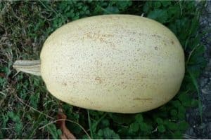 How does spaghetti squash help pregnant women