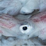 Shouldn't I avoid seafoods like squid during pregnancy