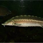 Is it okay to have sturgeon fish during pregnancy