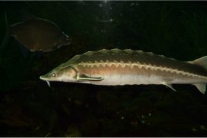 Is it okay to have sturgeon fish during pregnancy